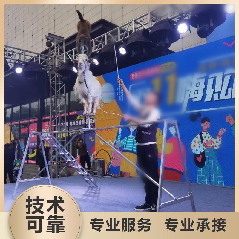 羊駝出租聯系方式