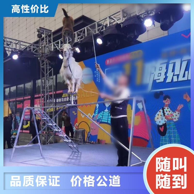 馬戲團/羊駝水族海洋展實力商家
