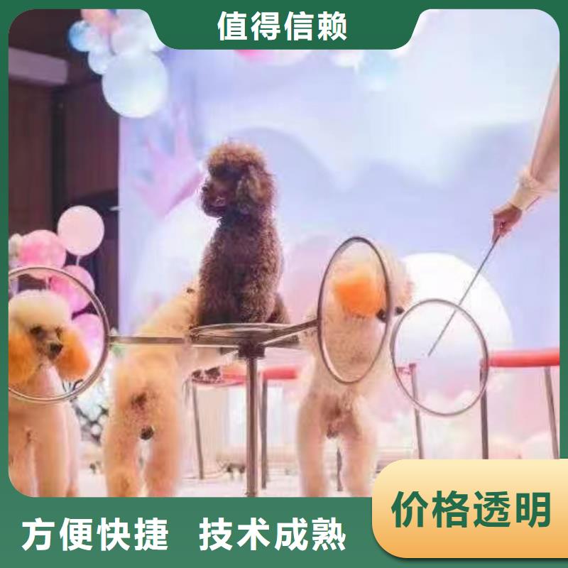 哪有出租萌寵展的房地產活動