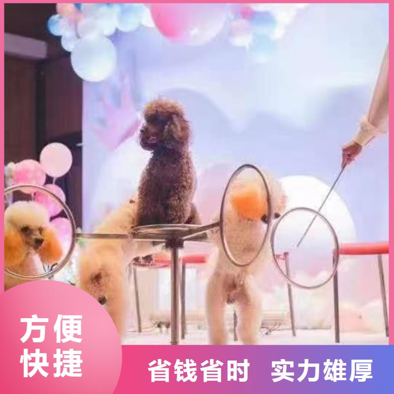馬戲團/羊駝海獅表演出租明碼標價