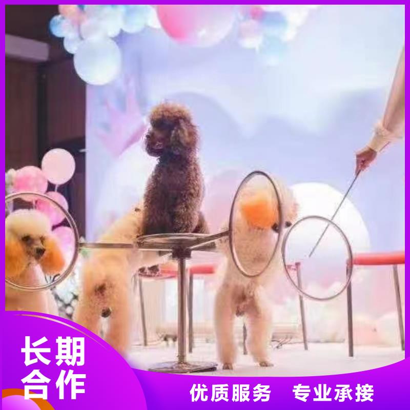 馬戲團/羊駝【海洋展租賃】齊全