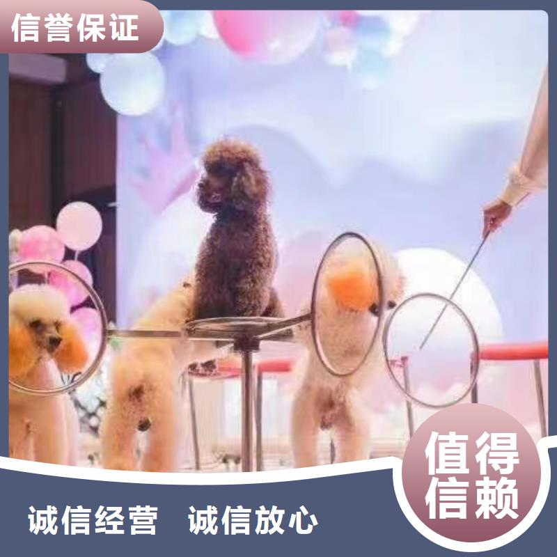 馬戲團/羊駝美人魚表演信譽良好
