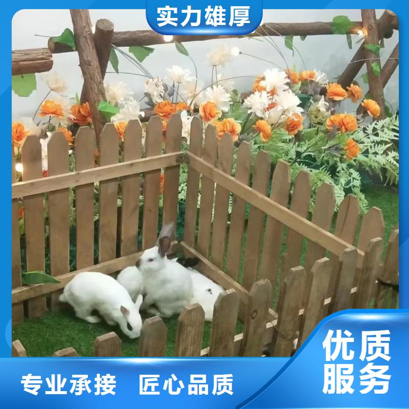 馬戲團(tuán)/羊駝海洋展租賃方便快捷