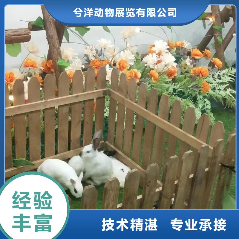 馬戲團表演出租圖片