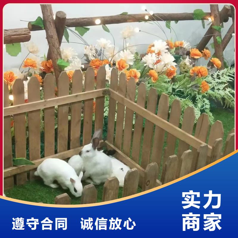 【馬戲團(tuán)/羊駝】海獅表演出租高性價(jià)比