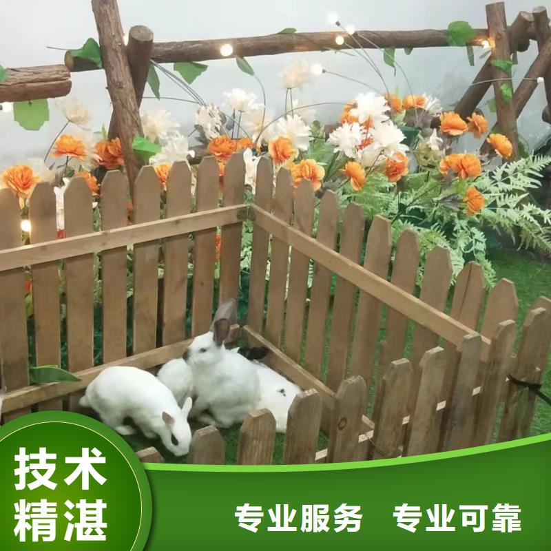 馬戲團/羊駝-房地產開盤慶典團隊