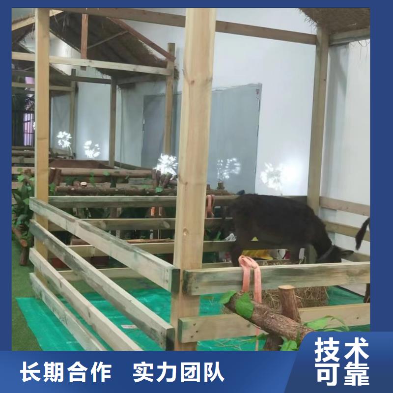 馬戲團/羊駝-海豚表演齊全