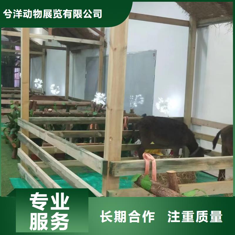 馬戲團/羊駝羊駝出租放心之選