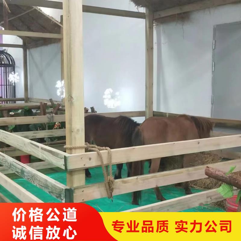 馬戲團(tuán)表演出租圖片