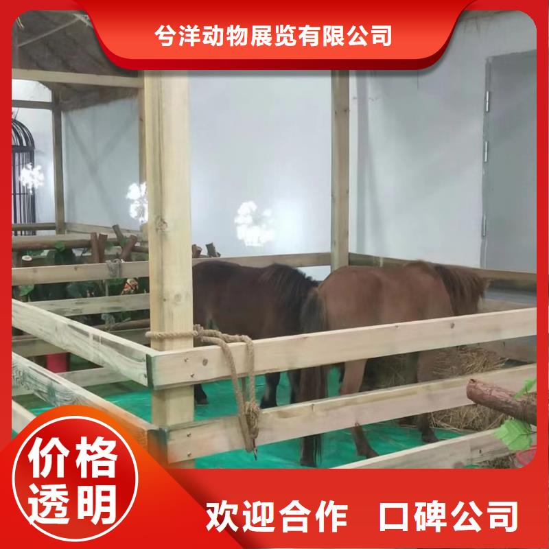 馬戲團(tuán)/羊駝海洋展租賃方便快捷