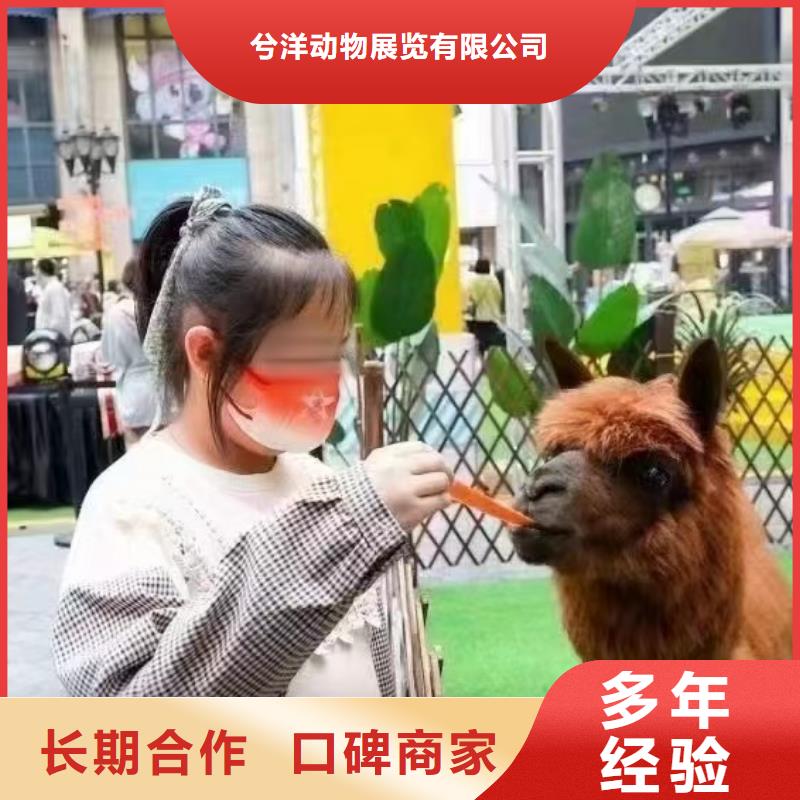 马戏团/羊驼 海狮演出质量保证