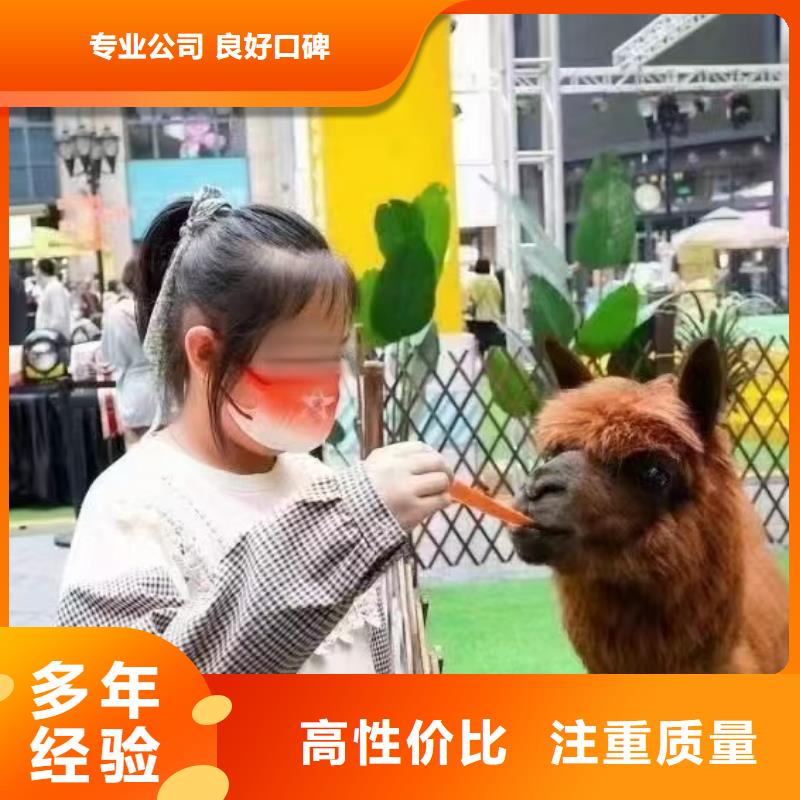 海狮表演出租视频-山东省淄博市|高青|临淄|烟台|莱芜|德州|东营海狮表演出租-兮洋