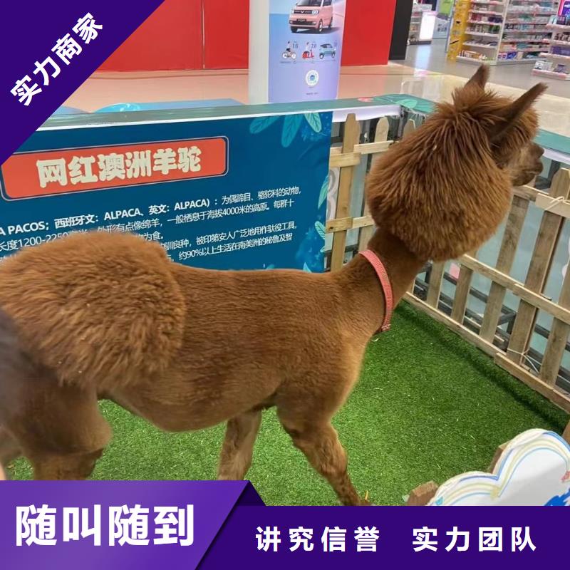 馬戲團/羊駝-房地產開盤慶典團隊