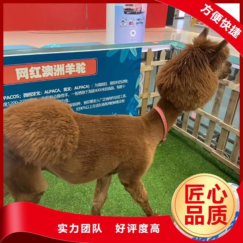 马戏团/羊驼马戏团出租 好评度高