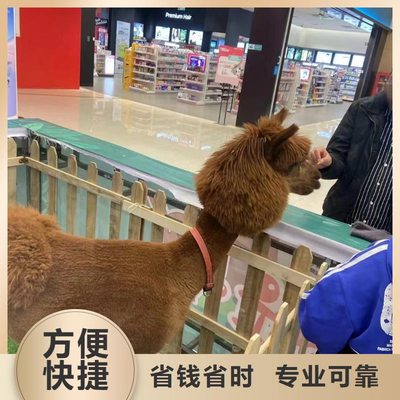 马戏团/羊驼【马戏团表演出租租赁】优质服务