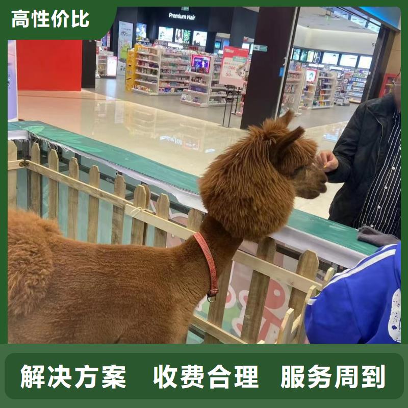 马戏团/羊驼 马戏团表演出租租赁先进的技术