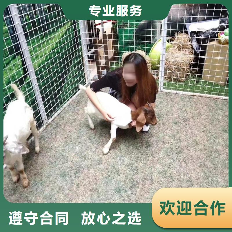 马戏团/羊驼海洋展租赁方便快捷