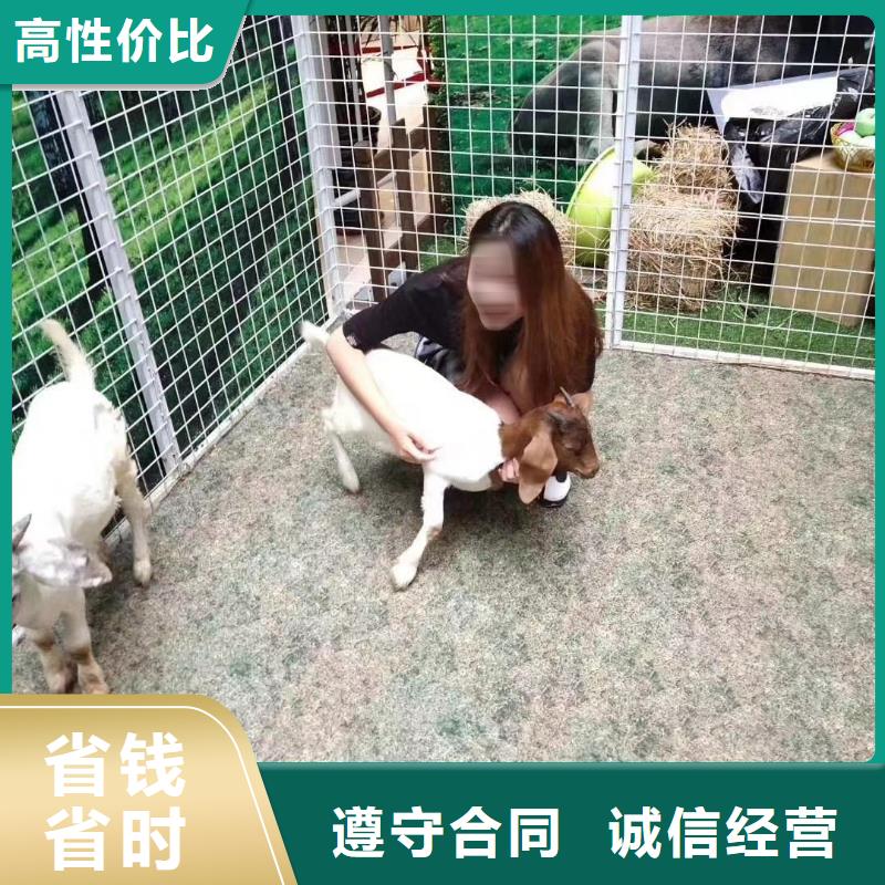 哪有出租羊駝的