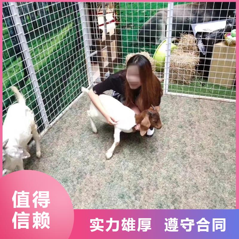马戏团/羊驼吉祥百鸟展值得信赖