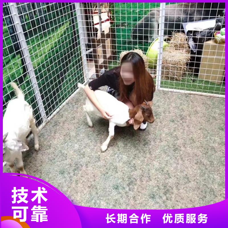 羊駝出租聯系方式