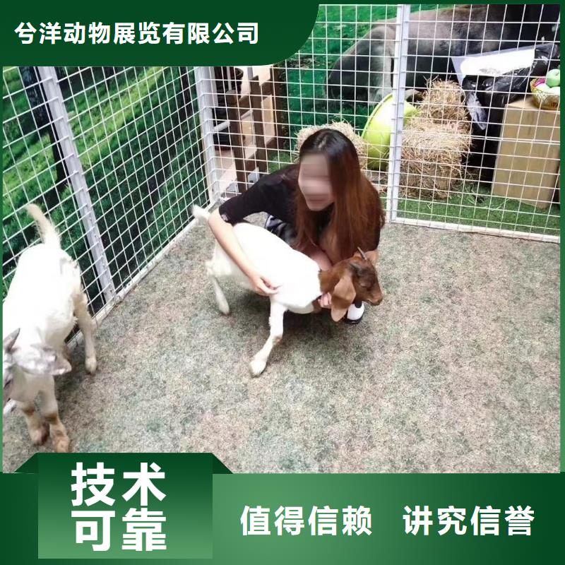 马戏团/羊驼-【马戏团表演出租租赁】先进的技术