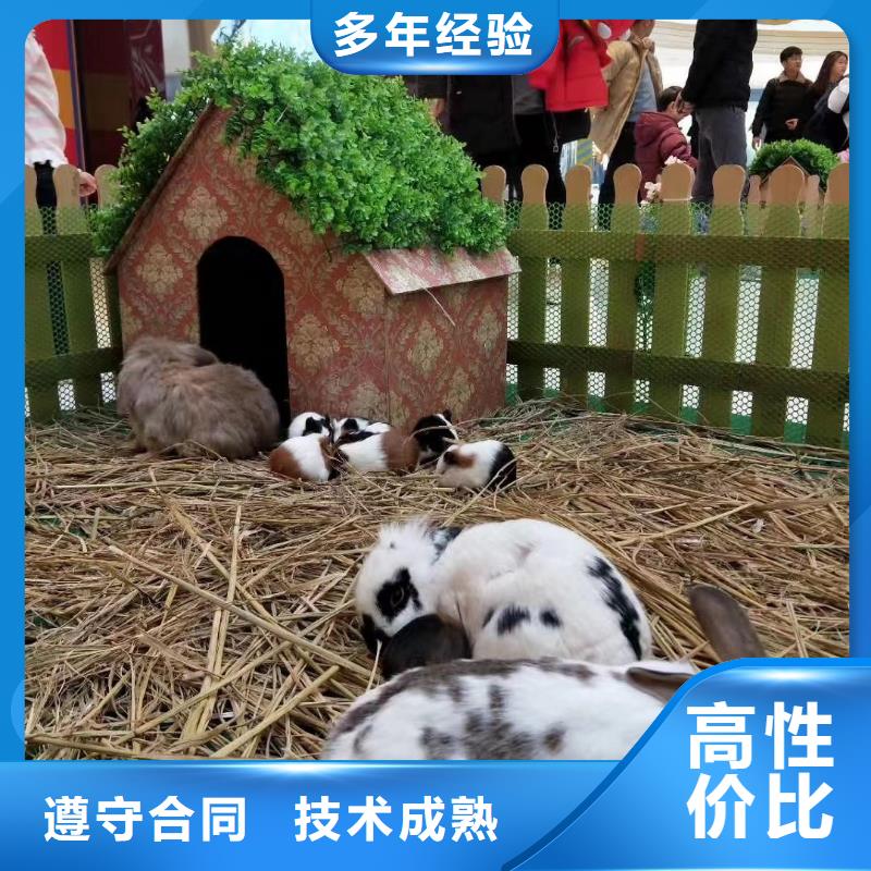 【馬戲團/羊駝】海獅表演出租技術比較好