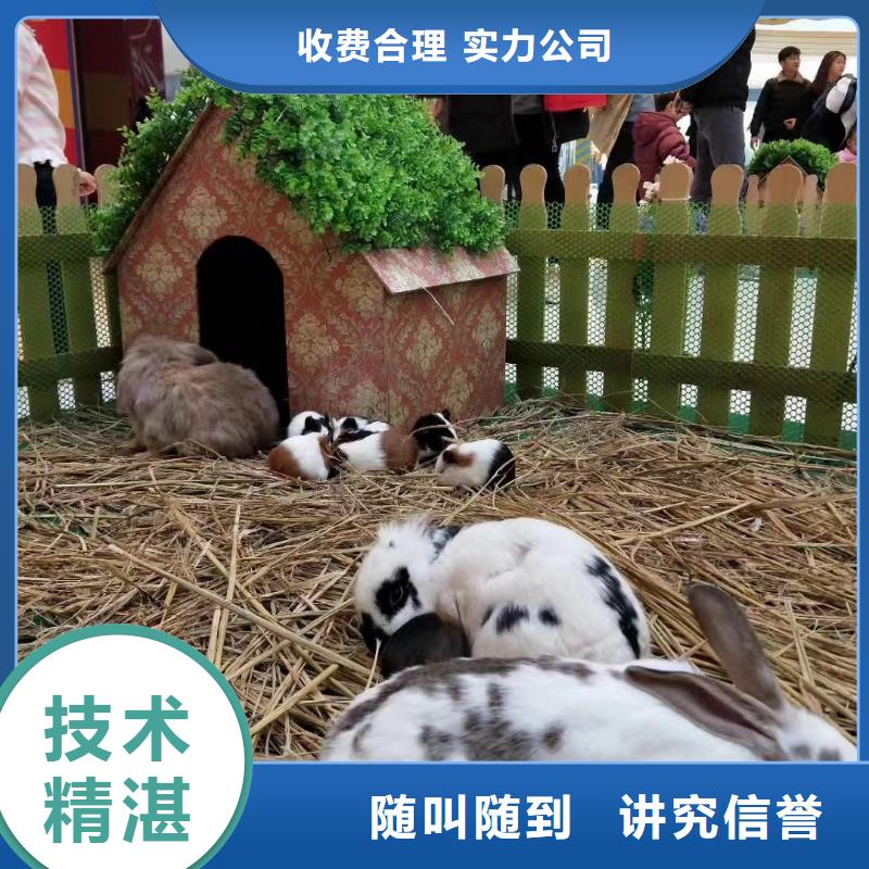 马戏团/羊驼马戏团出租 好评度高