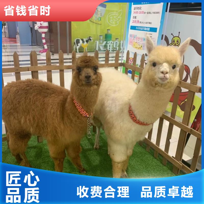 馬戲團/羊駝【企鵝租賃】服務熱情
