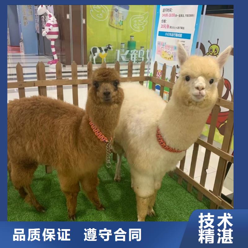 马戏团/羊驼动物表演出租质优价廉