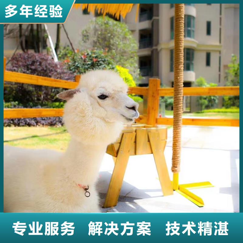 马戏团/羊驼-表演动物出租收费合理