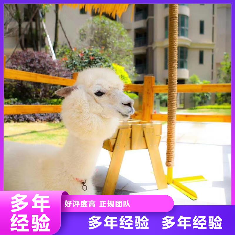 動物羊駝租賃暖場活動