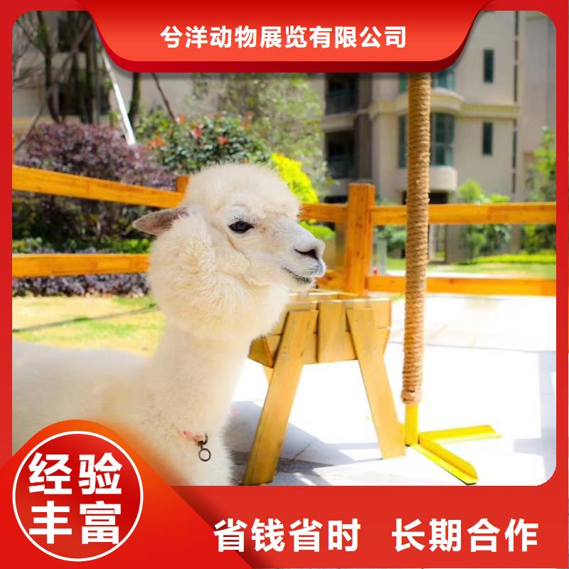 馬戲團/羊駝水族海洋展實力商家