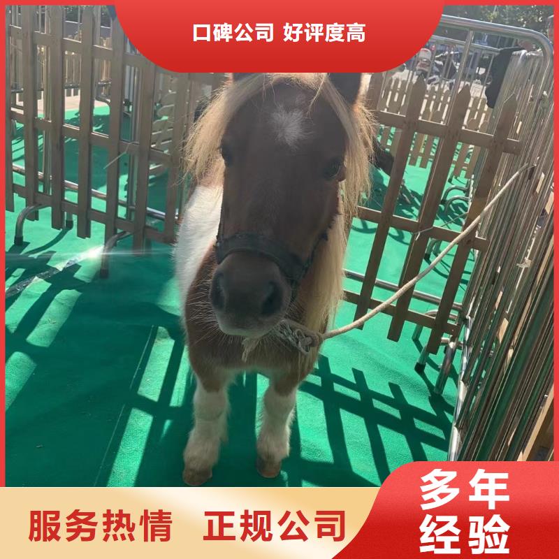 马戏团/羊驼海洋展租赁方便快捷