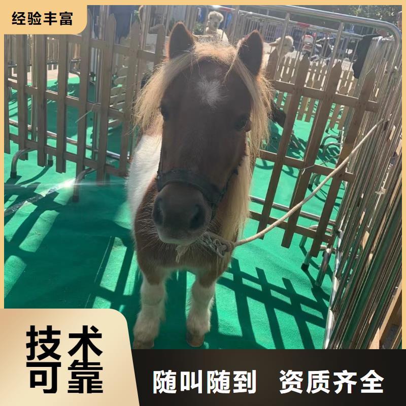 马戏团/羊驼房地产开盘庆典随叫随到