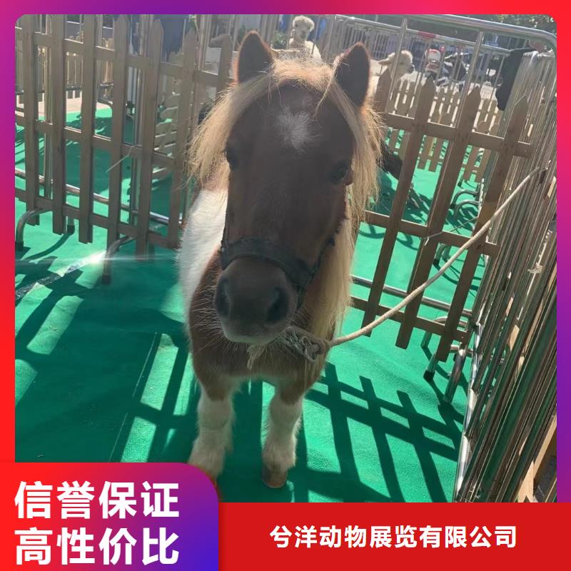 马戏团/羊驼,海狮表演租赁好评度高