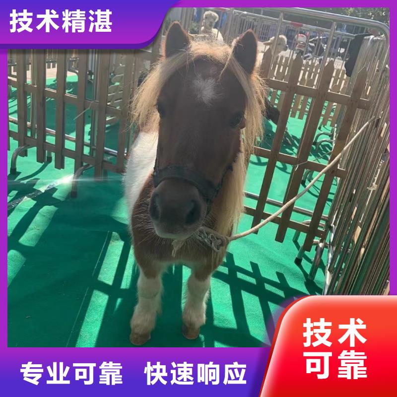 马戏团/羊驼鹦鹉表演租赁效果满意为止