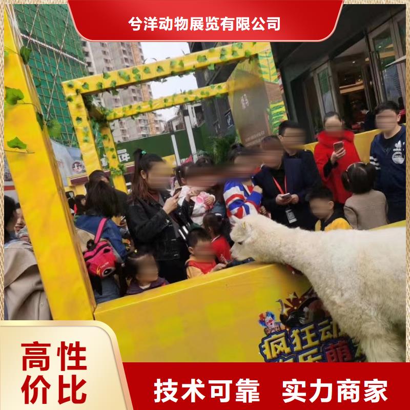 【馬戲團/羊駝,【海獅表演出租】技術可靠】