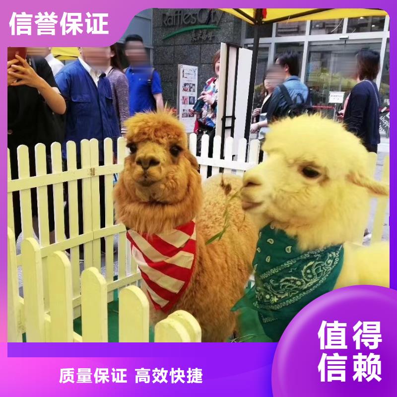 哪里有租賃羊駝的活動圖片