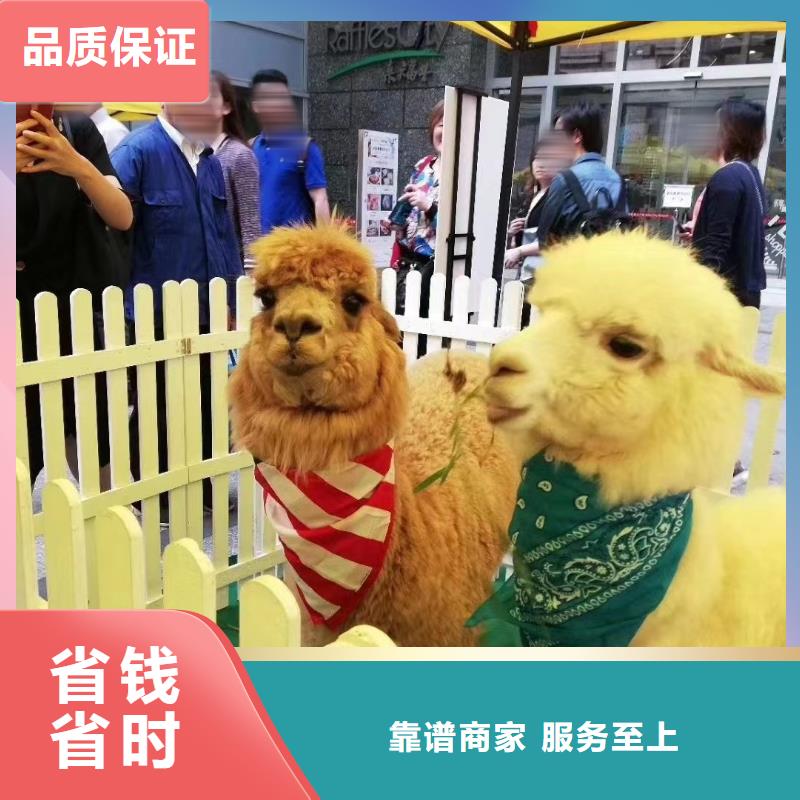 【馬戲團/羊駝,【海獅表演出租】技術可靠】