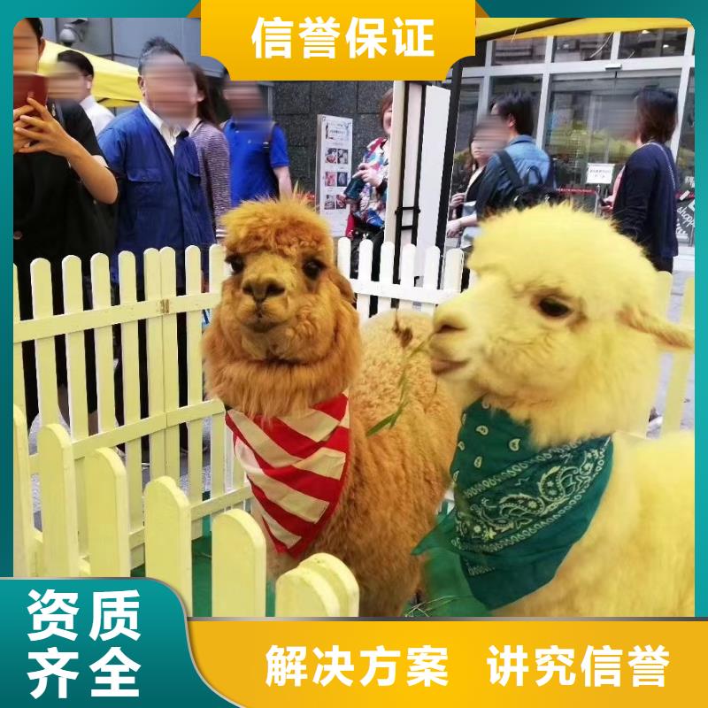 馬戲團/羊駝表演羊駝租賃品質服務