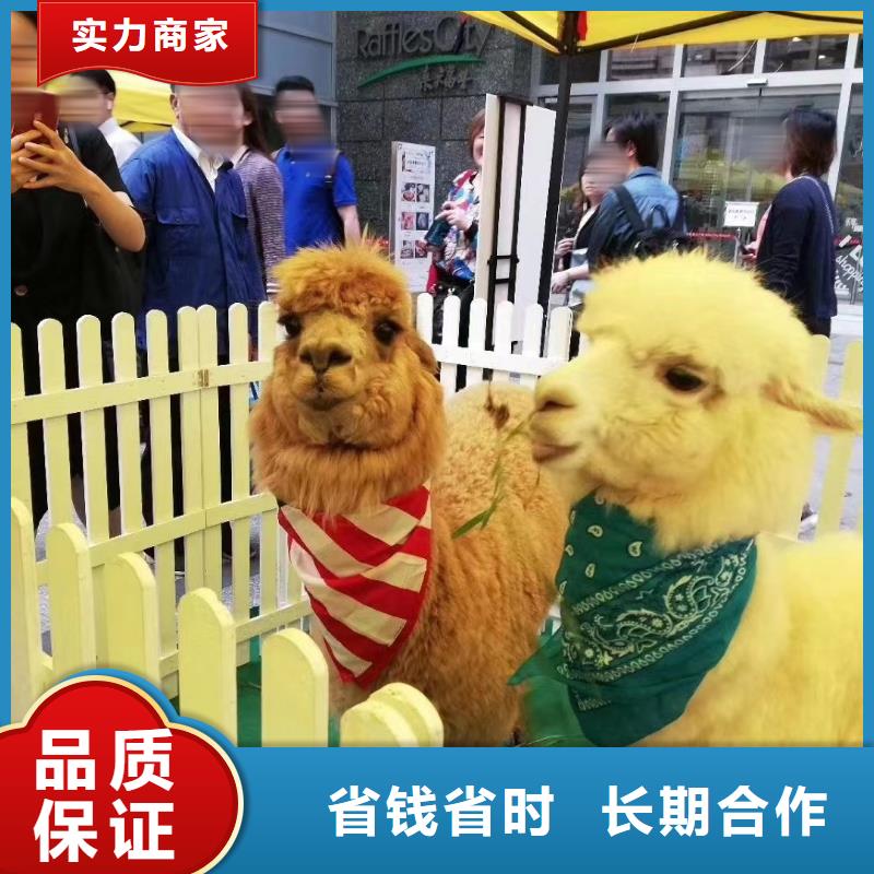 马戏团/羊驼【出租海狮表演】品质优