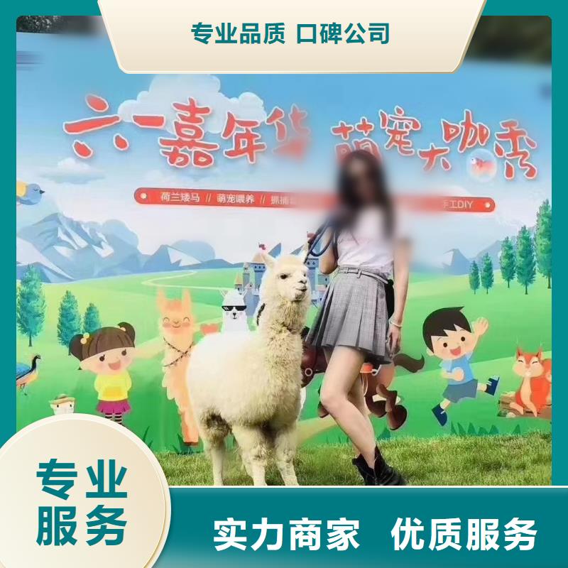 出租羊駝公司
