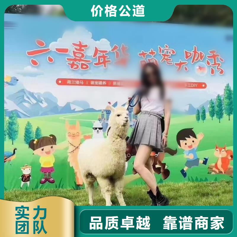 羊駝租賃公司