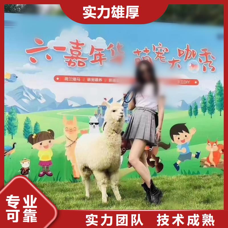 马戏团/羊驼_海狮表演出租良好口碑