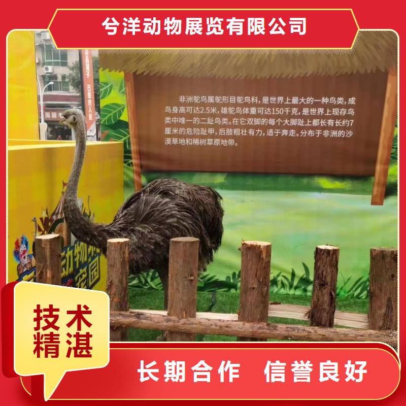 馬戲團/羊駝 海獅表演出租明碼標價