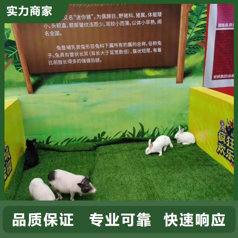 馬戲團/羊駝-觀賞性羊駝租賃案例豐富