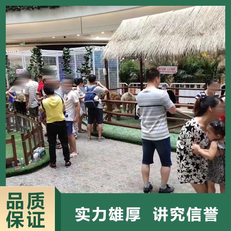 馬戲團(tuán)/羊駝海獅表演出租專業(yè)公司