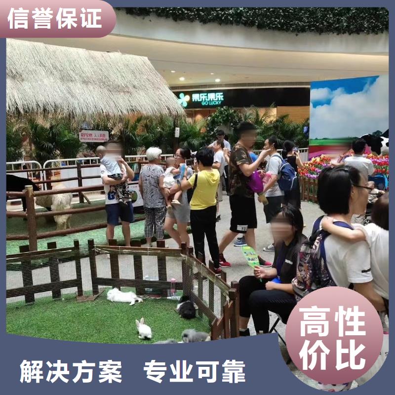 羊駝出售主題展覽
