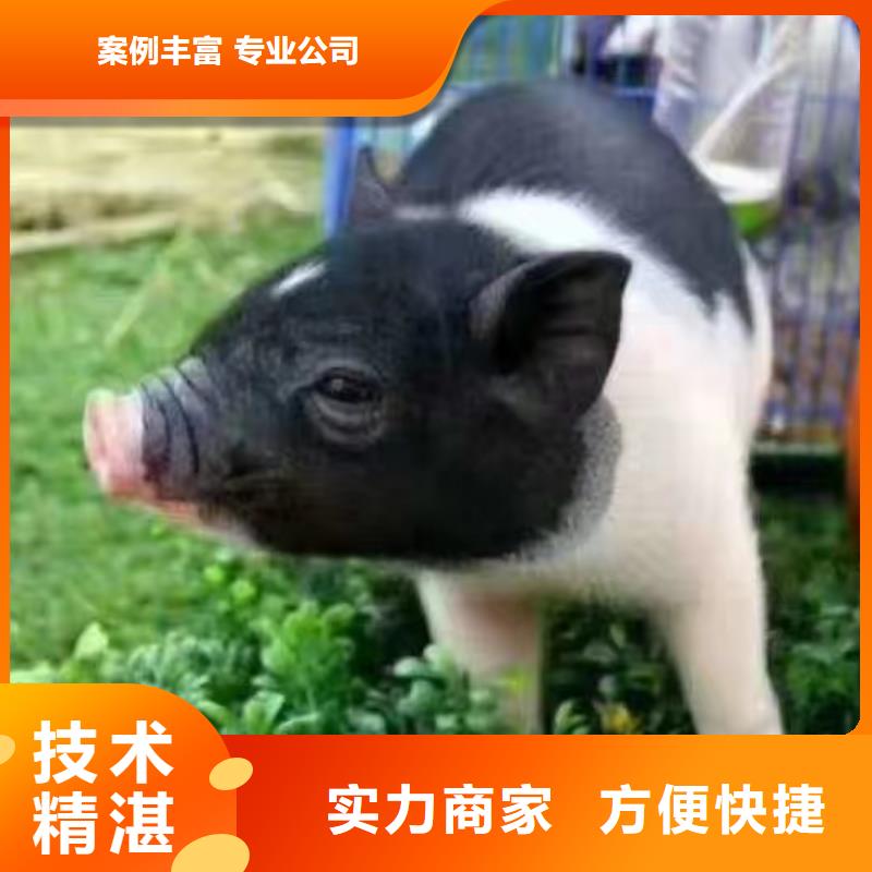 馬戲團/羊駝【海獅表演出租】匠心品質