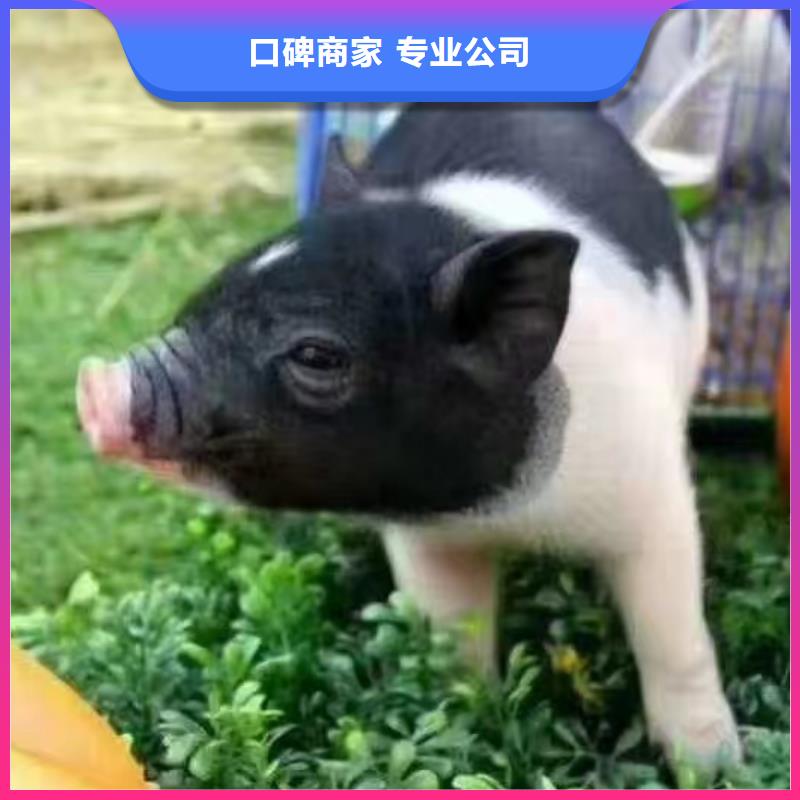 馬戲團/羊駝_環球飛車表演出租價格公道